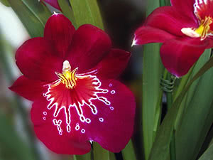 Orhideja Miltonia