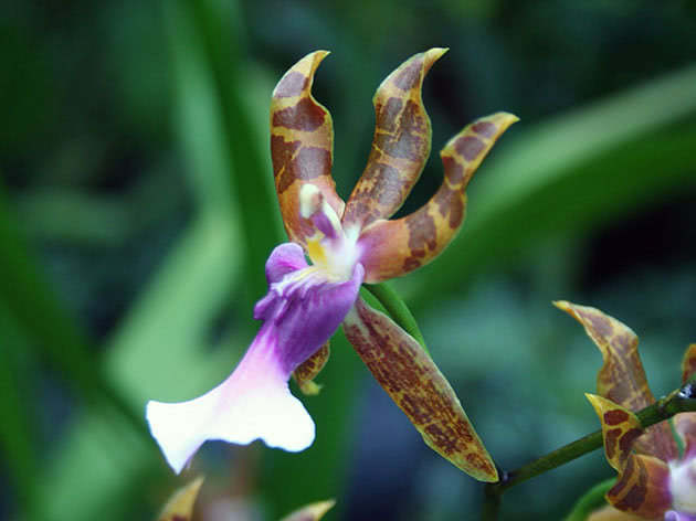 Miltonia clowesii