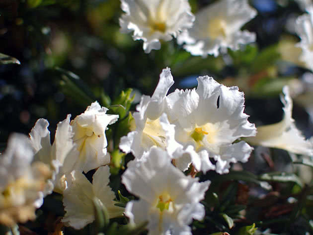 Crescendo mimulus a partir de sementes