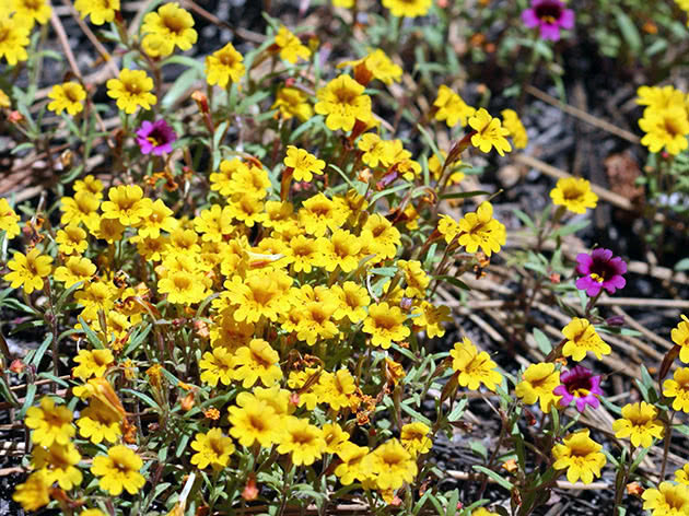 Plantar e cuidar de mimulus no jardim
