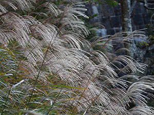 Biljka miscanthus