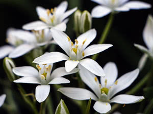 Cvijet za ptice ili ornithogalum