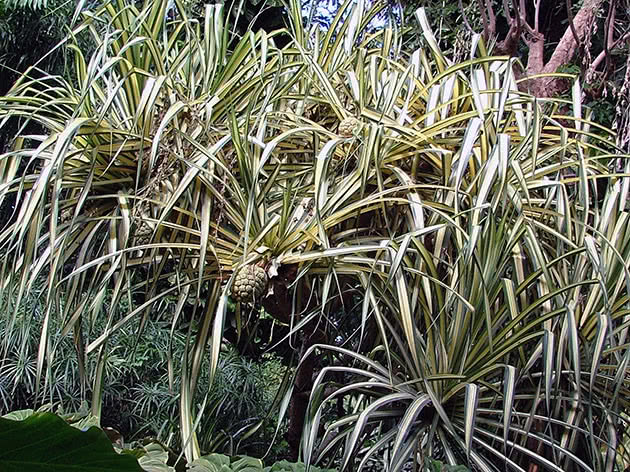 Pandanus sanderi