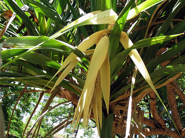 Pokriva Pandanus (Pandanus tectorius)