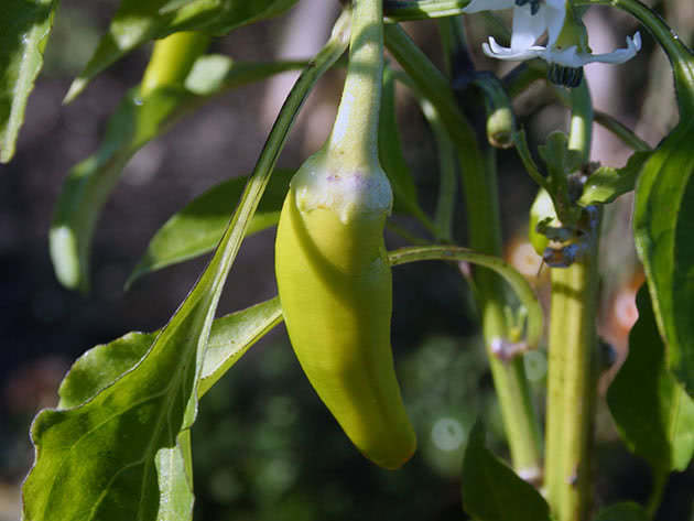 Capsicum papar (latinski Capsicum annuum)