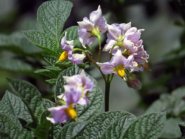 Krumpir ili gomoljasti noćur (latinski Solanum tuberosum)