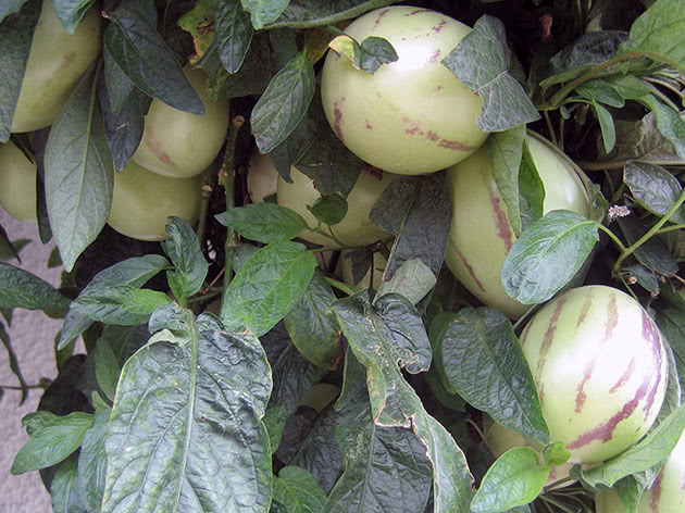 Dinja kruška (lat. Solanum muricatum)