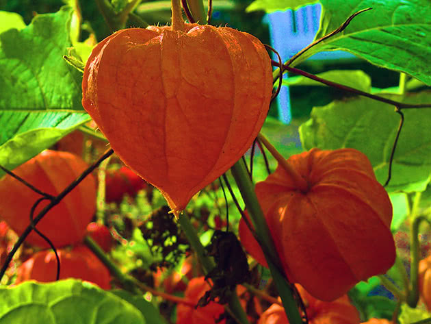 Fizalis (latinski Physalis)