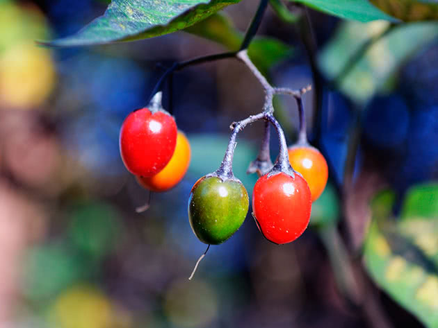 Gorko-slatki noćurak (lat. Solanum dulcamara)