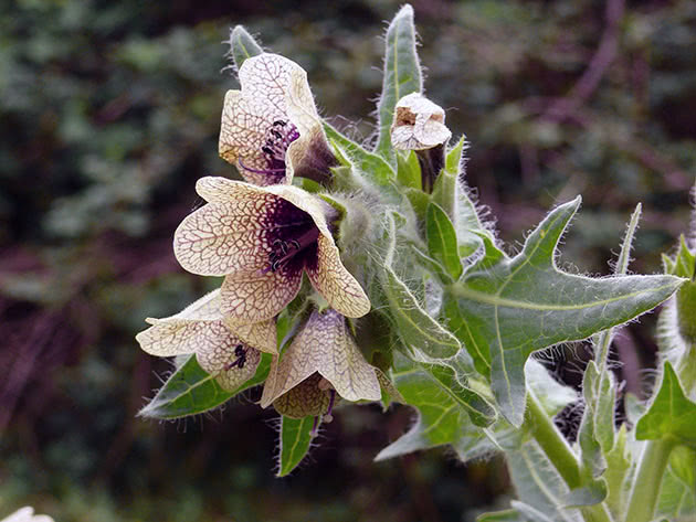 Crna kokoš (latinski Hyoscyamus niger)