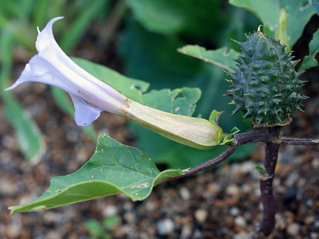 Datura obična (lat. Datura stramonium)