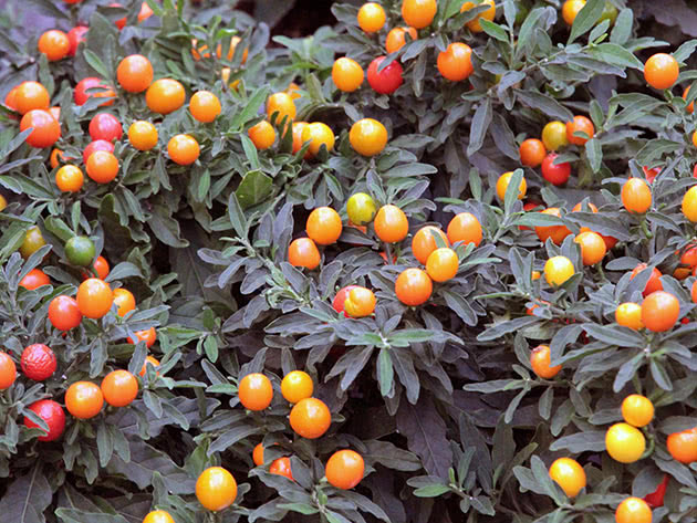 Lažni noćur (latinski Solanum pseudocapsicum)