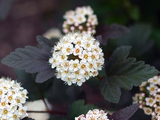 Bolha com folhas de cálice / Physocarpus opulifolius Bolha com folhas de cálice / Physocarpus opulifolius