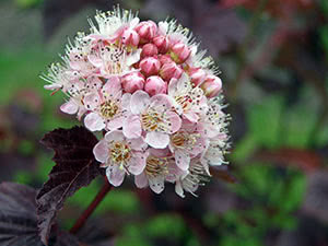 physocarpus opulifolius0