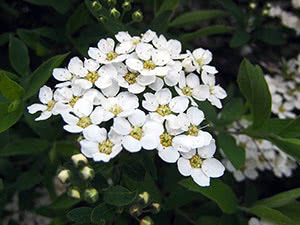 spiraea cinerea0