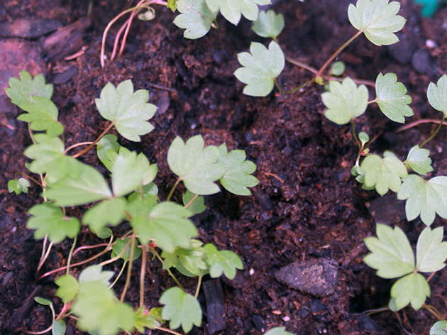 Cultivo de mudas de morango em casa