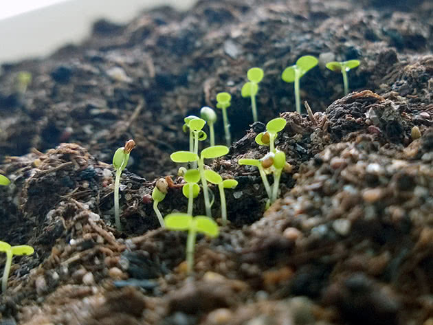 Plantar sementes de morango para mudas