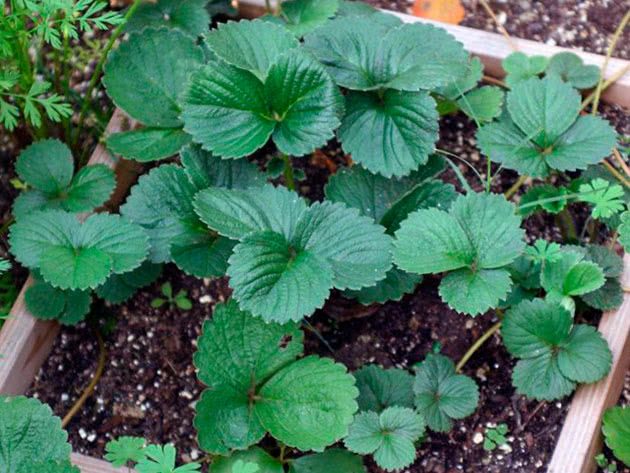 Como cultivar adequadamente mudas de morango em casa