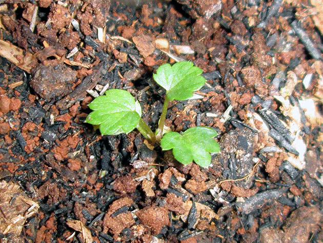 Cuidados com mudas de morango