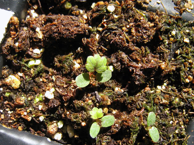 Como e quando plantar sementes de morango para mudas