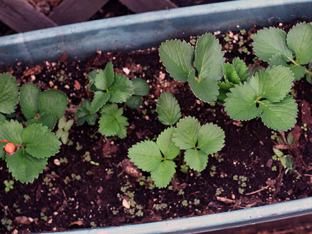 Como e quando plantar mudas de morango em terreno aberto