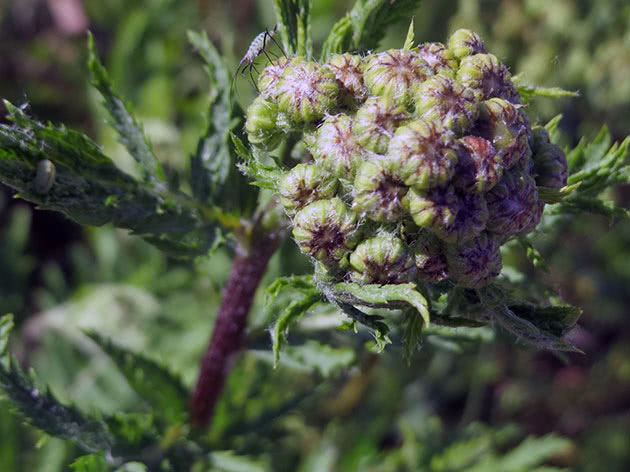 Uzgoj tansy: sadnja i njega