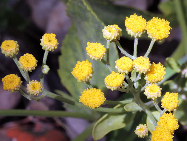 Tansy balzamična (Tanacetum balsamita)