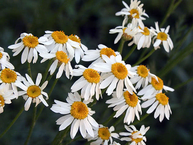 Štitasta tansy (Tanacetum corymbosum)