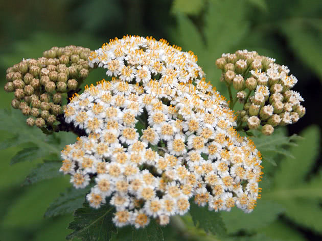 Tansy s velikim listovima (Tanacetum macrophyllum)