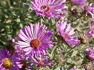 Aster cvijet