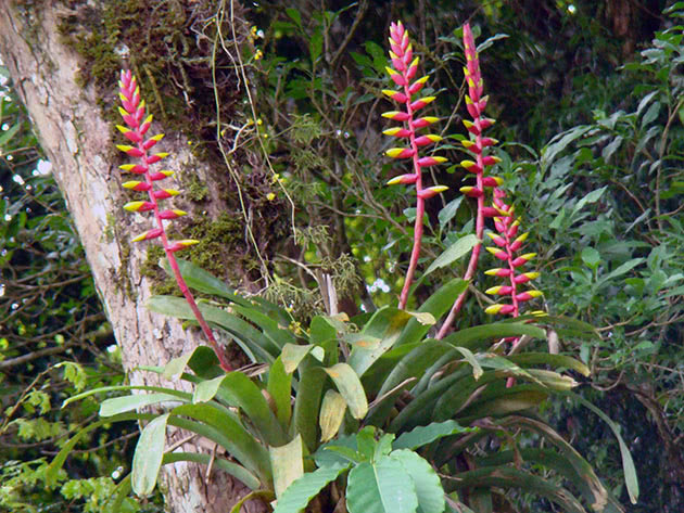 Papiga vriesea (Vriesea psittacina)