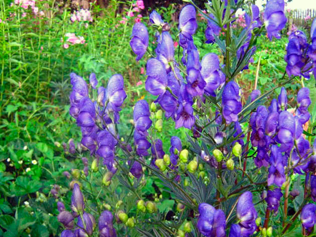 Aconite u vrtu