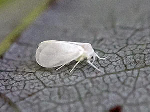 Whitefly - kako se boriti u vrtu