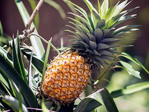 Sobni ananas