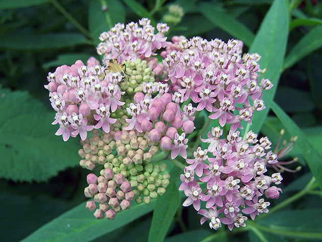 Utjelovljeni vatnik (Asclepias incarnata)