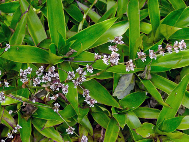 Callisia fragrans