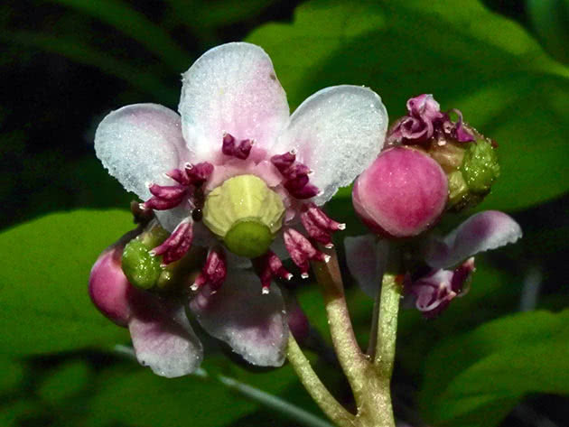 Kišobran ljubitelj zime (Chimaphila umbellata)