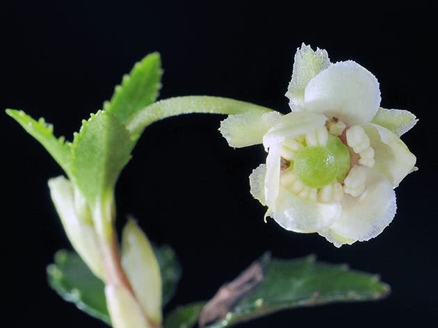 Japanska zimska mačka (Chimaphila japonica)