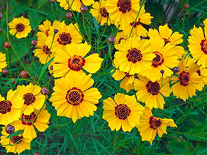 Cvijet Coreopsis: sadnja i njega