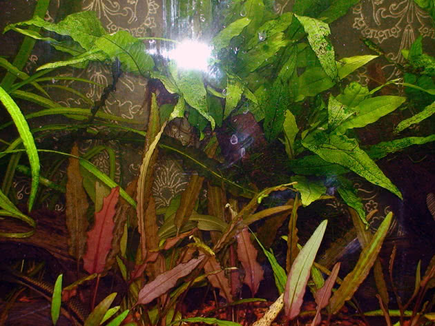 Cryptocoryne retrospiralis