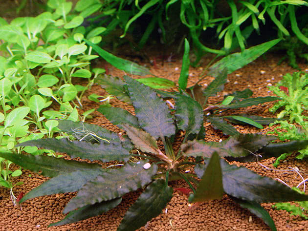 Cryptocoryne beckettii