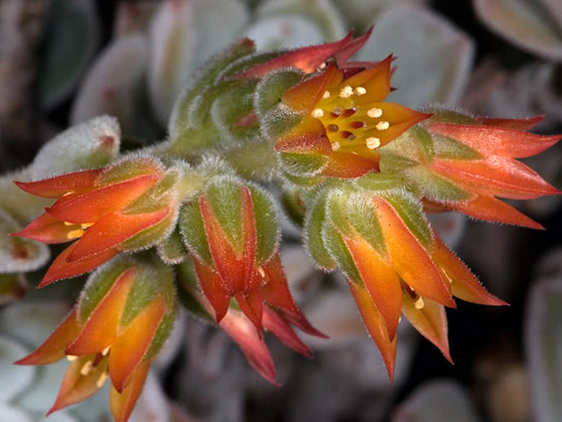 Echeveria bijelokosa (Echeveria leucotricha)