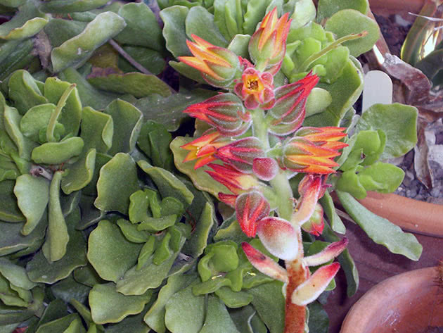 Jastuk echeveria (Echeveria pulvinata)