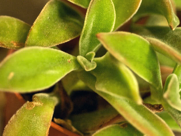 Echeveria grimizna (Echeveria coccinea)