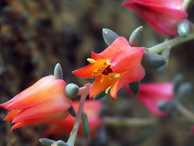 Echeveria šteti (Echeveria harmsii)