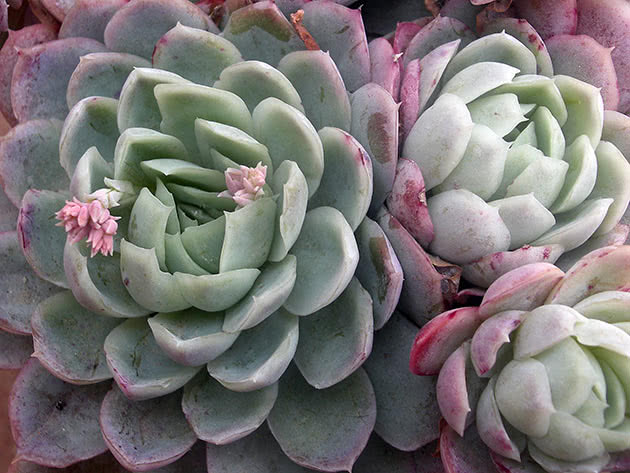 Echeveria graciozna (Echeveria elegans)