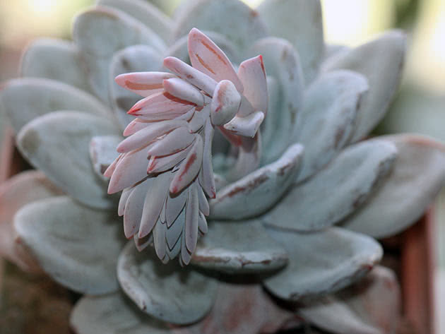 Echeveria laui