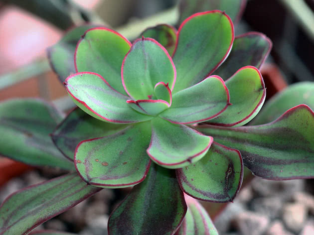 Echeveria nodularna (Echeveria nodulosa)