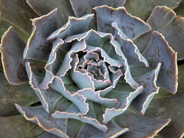 Echeveria shaviana