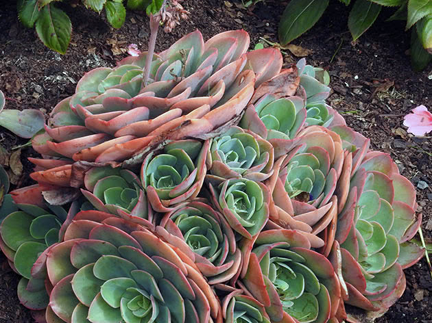 Echeveria popločana (Echeveria × imbricata)